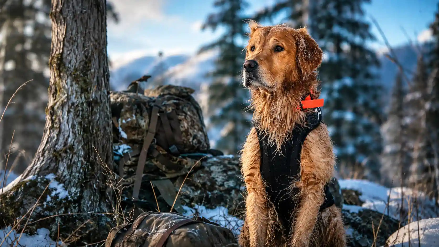 How Should a Dog Vest Fit? The Sizing Mistakes That Hunters Keep Making