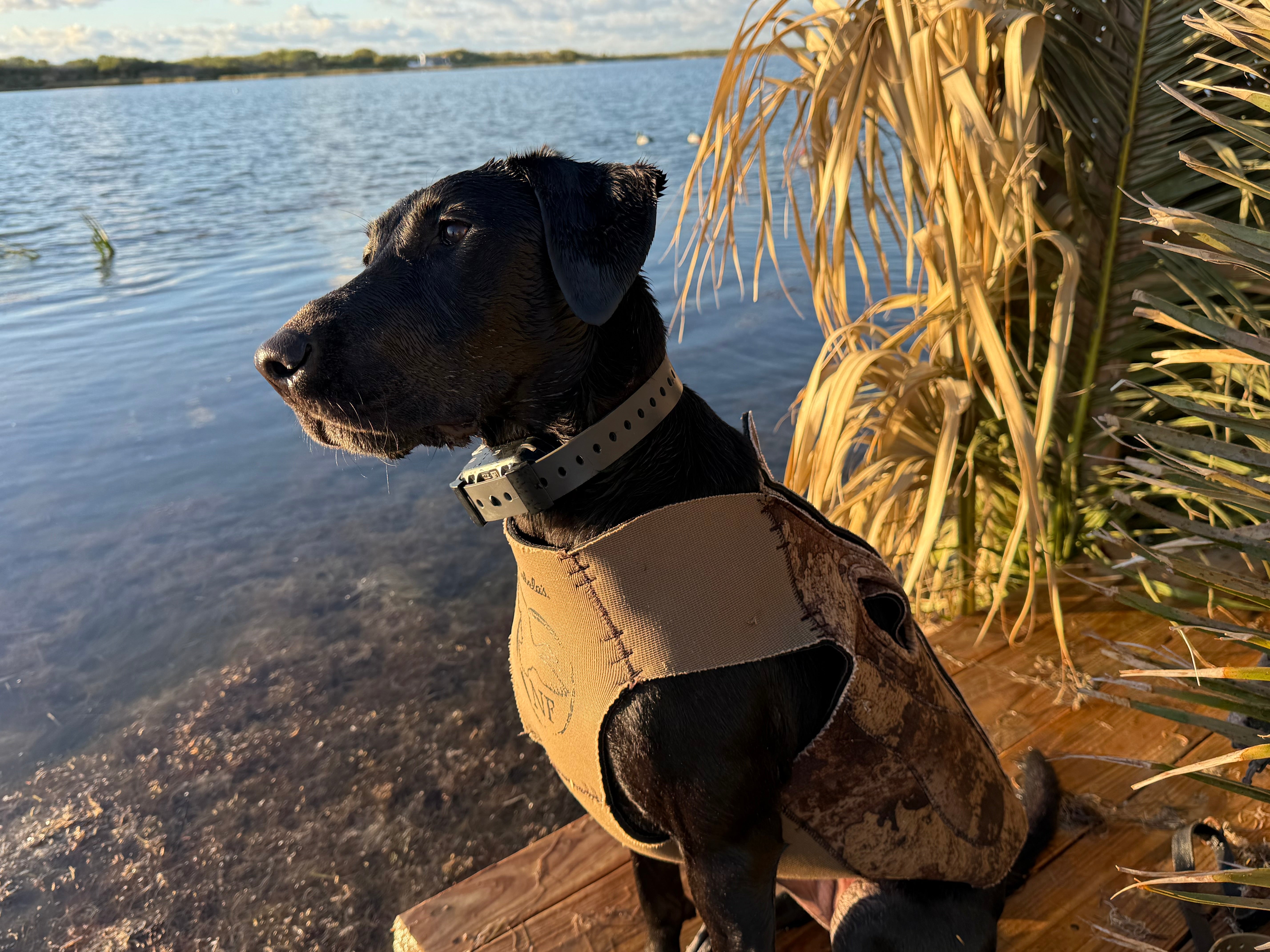 Training Collar Adapter Kit