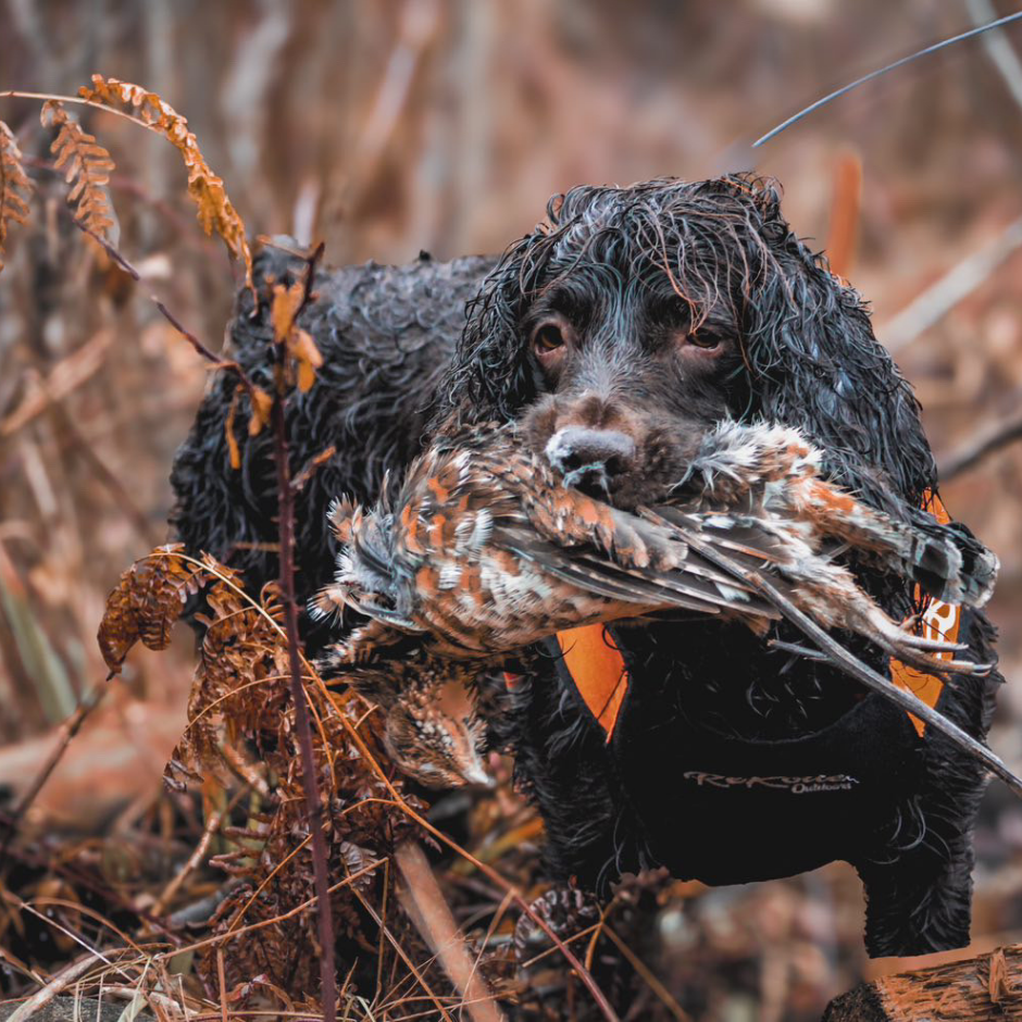 Dog holding a grouse in its mouth in a natural setting