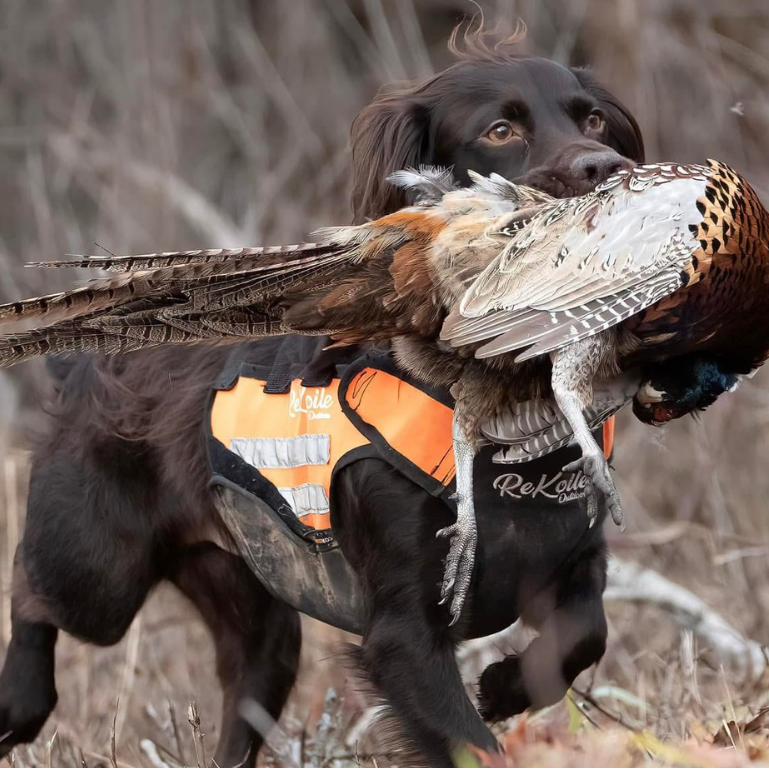 Dog carrying a pheasant in a field