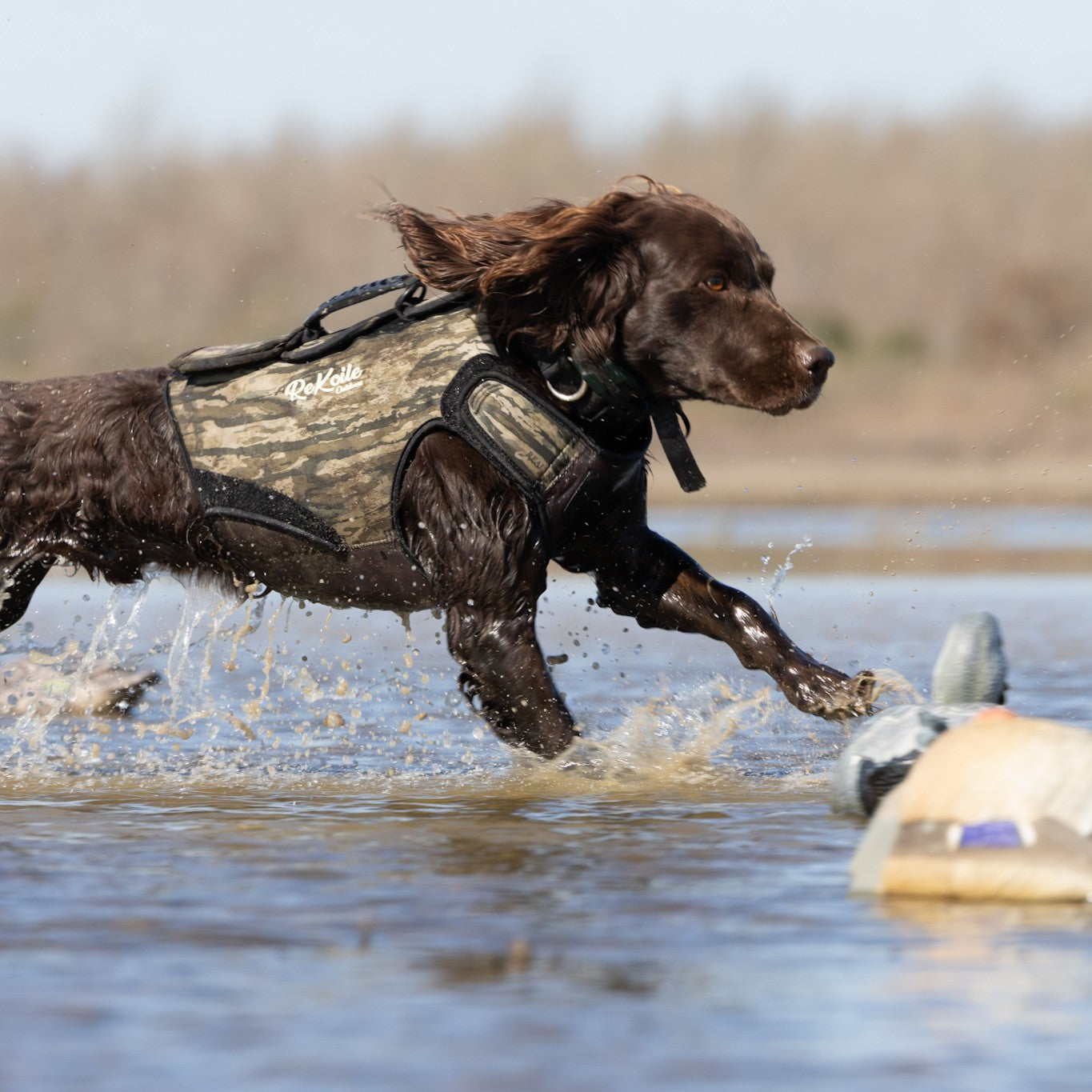 Boykin Spaniel Running through water with a ReKoile Outdoors waterfowl dog vest on.
