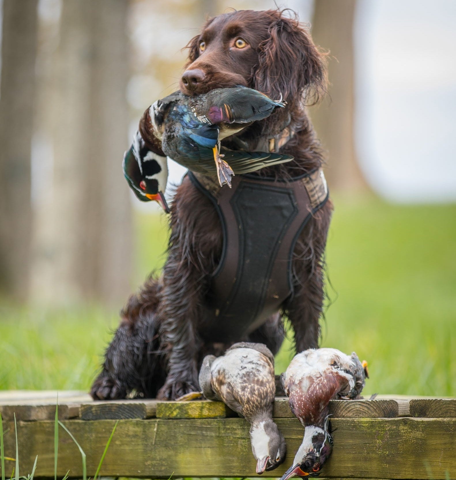 Dog with hunting gear and dead birds sitting on a wooden platform in a forest.