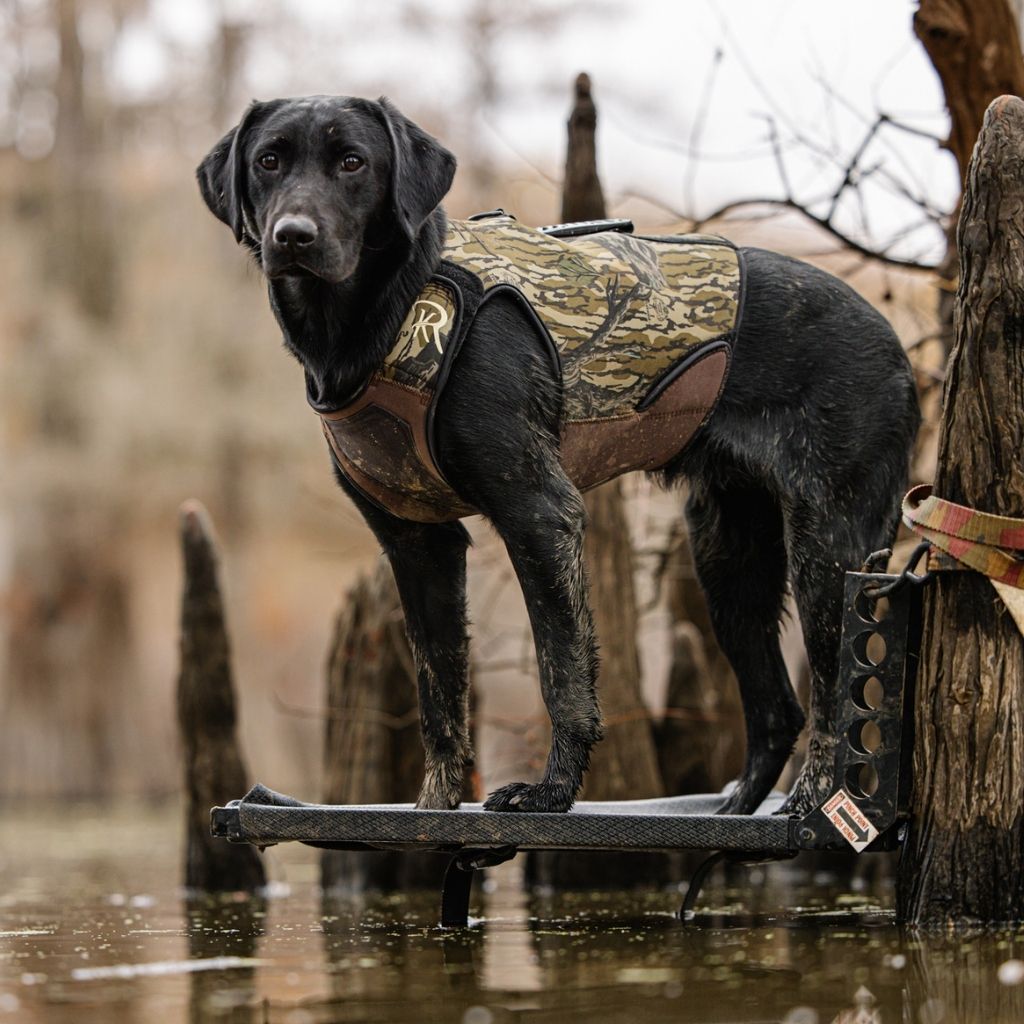 Black lab standing on dog stand over the water wearing a ReKoile dog vest in Mossy Oak Treestand
