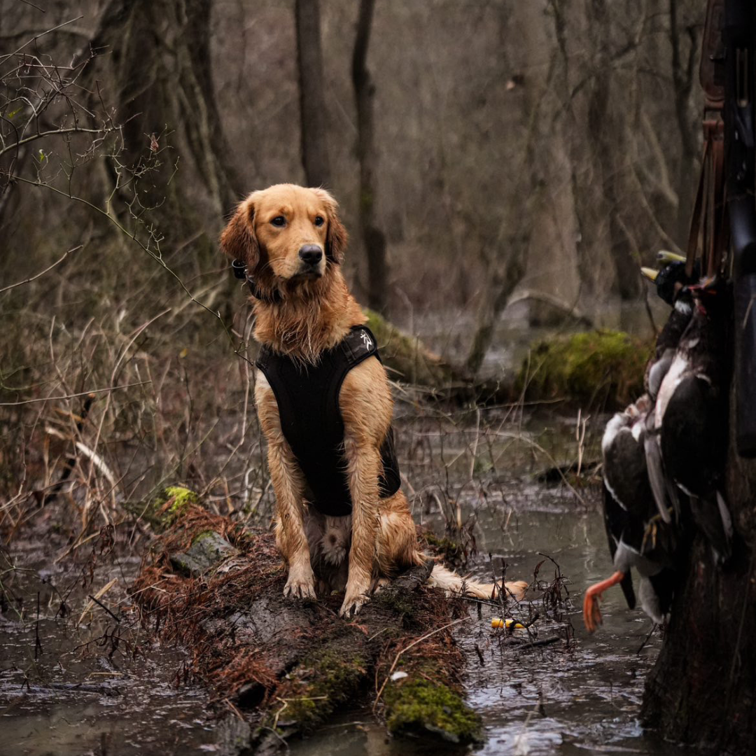 Dog in a hunting setting with duck hunting gear in the background