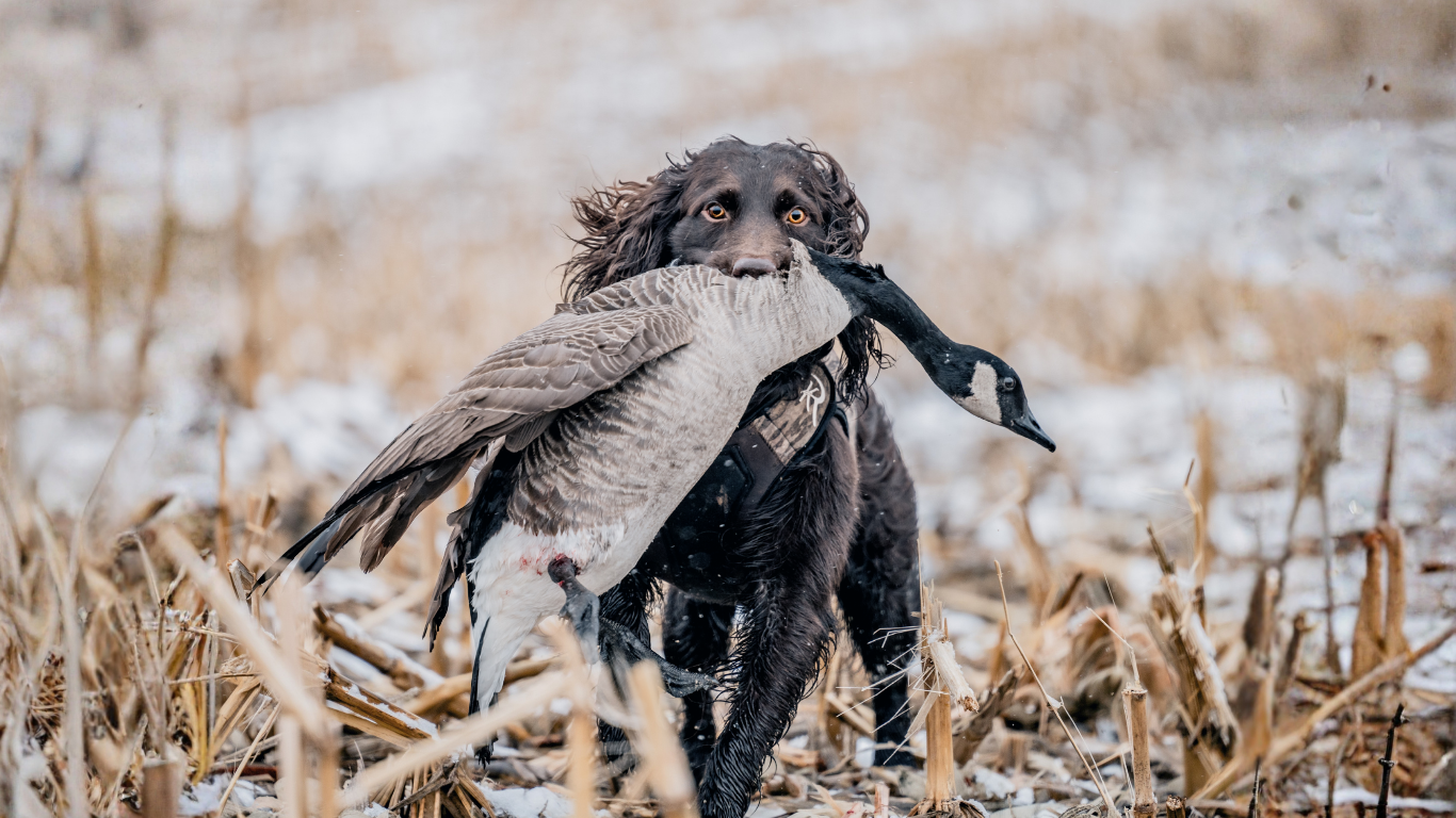 Dog wearing a ReKoile vest holding a goose in a snowy field