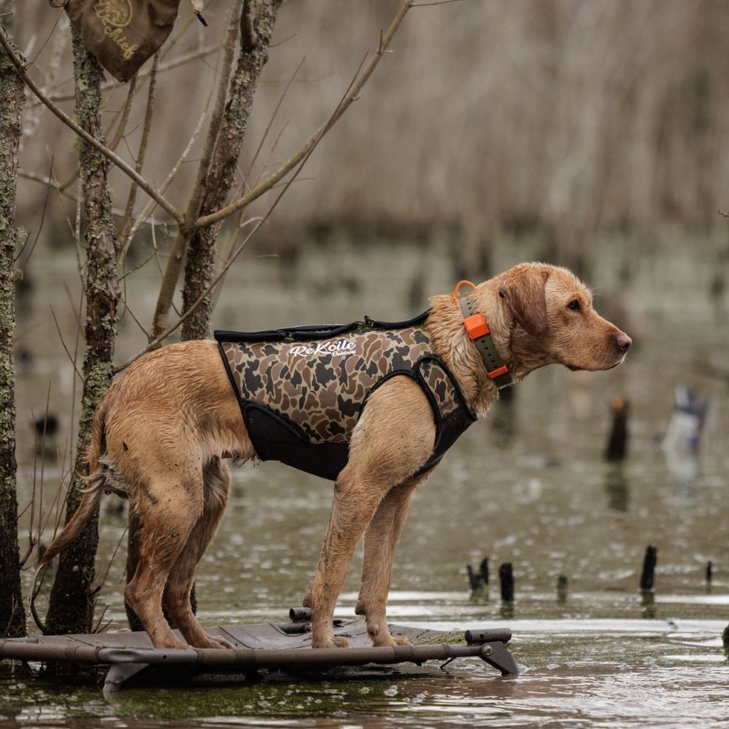 Yellow Lab standing on a stand wearing a old school camo ReKoile waterfowl dog vest