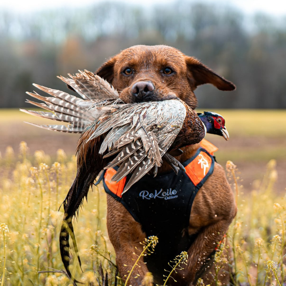Dog holding a pheasant in a field with 'ReKoile vest