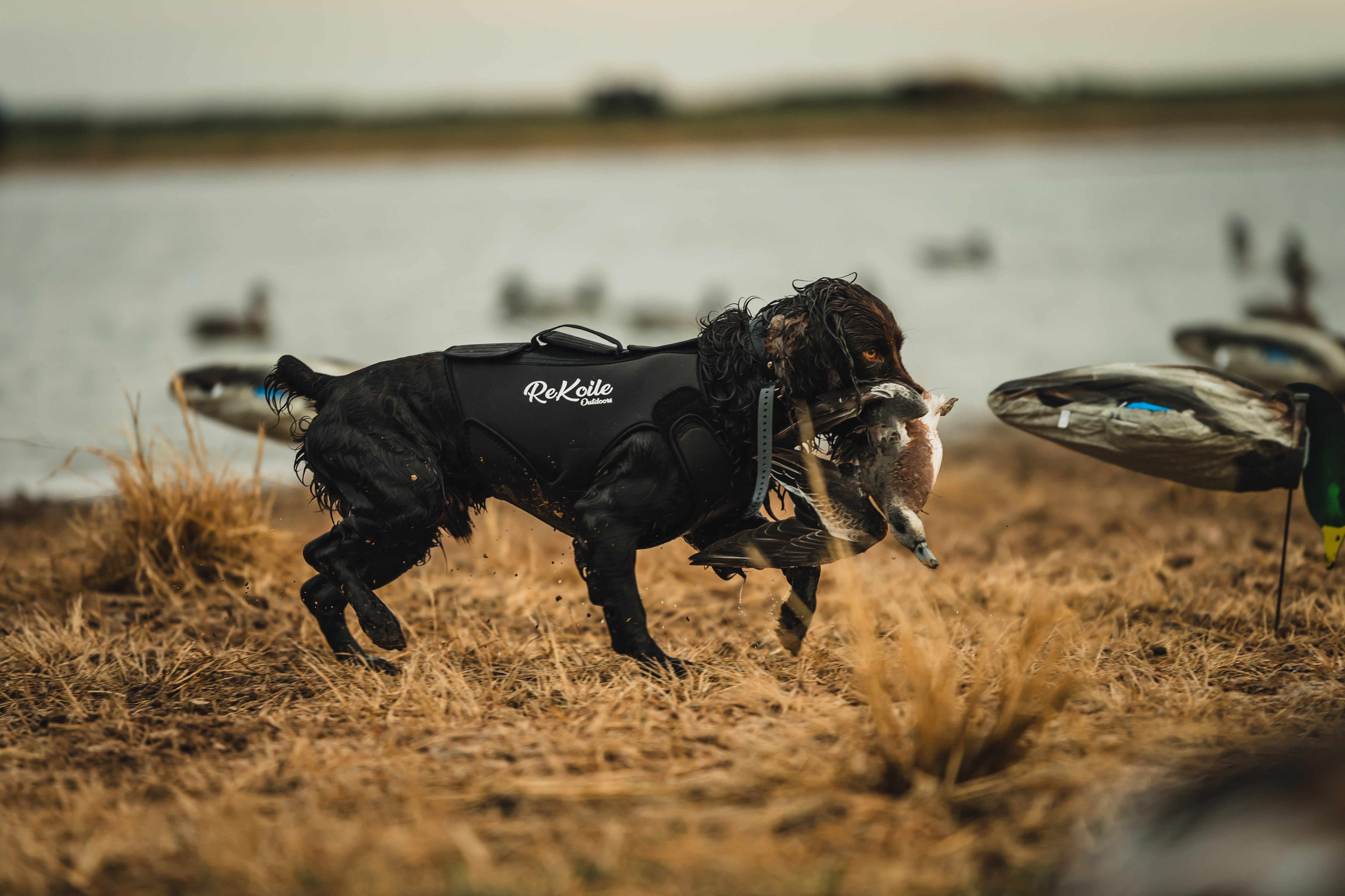 brown dog wearing rekoile vest retrieving a american widgeon duck