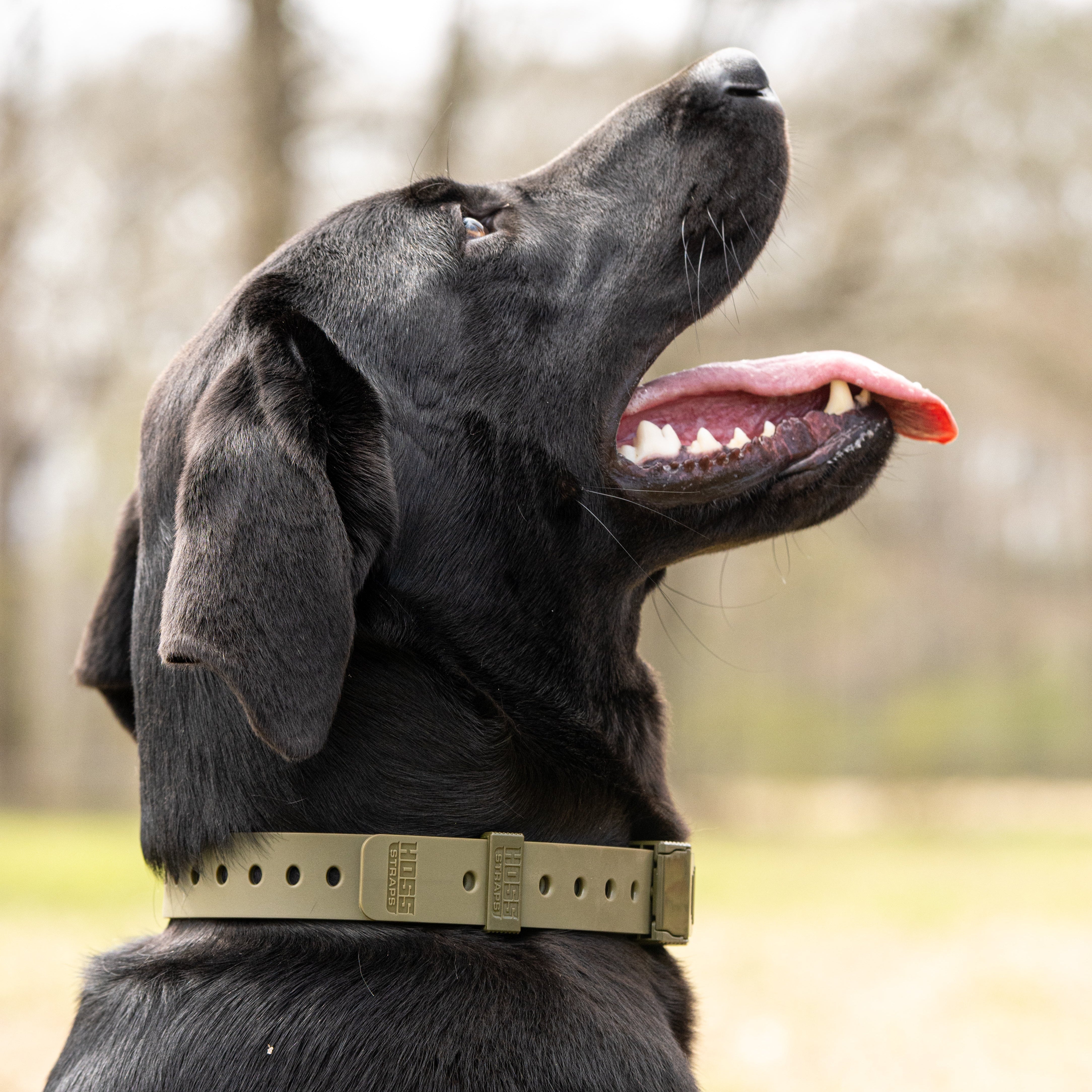 D-Ring Dog Collar