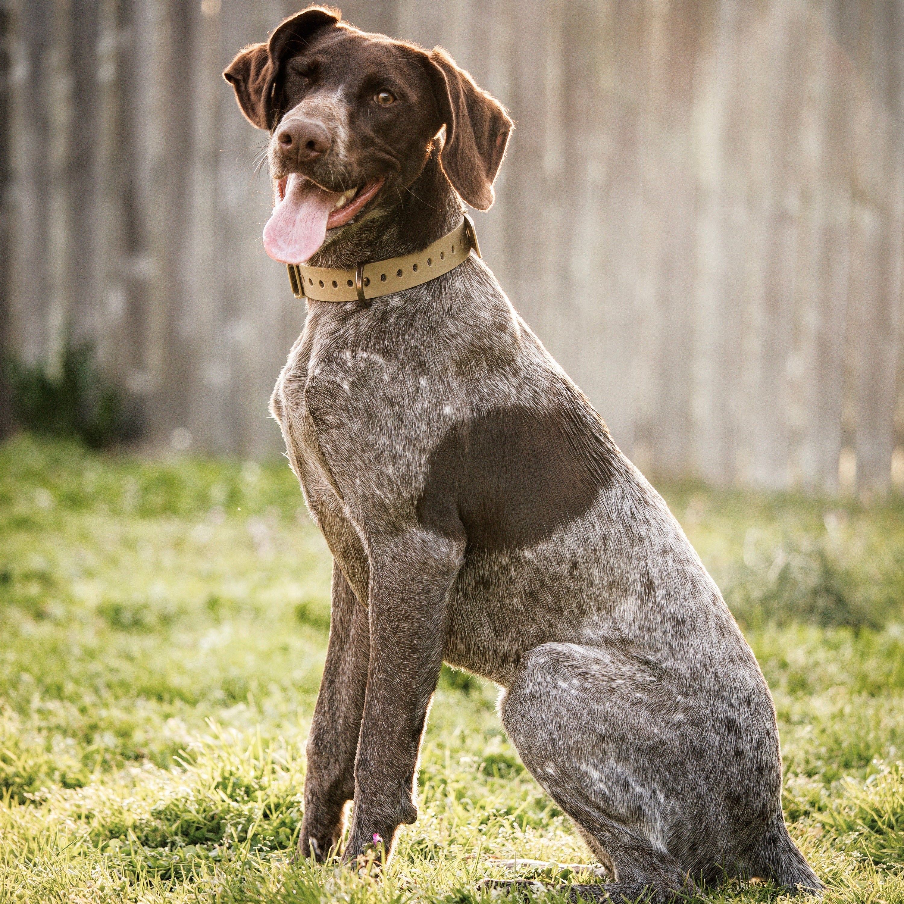 D-Ring Dog Collar