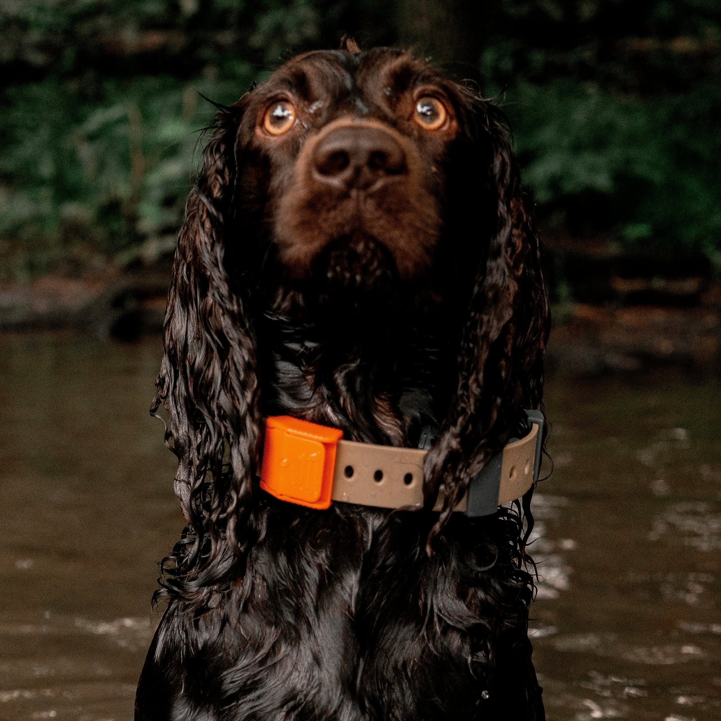 Training Collar Setup