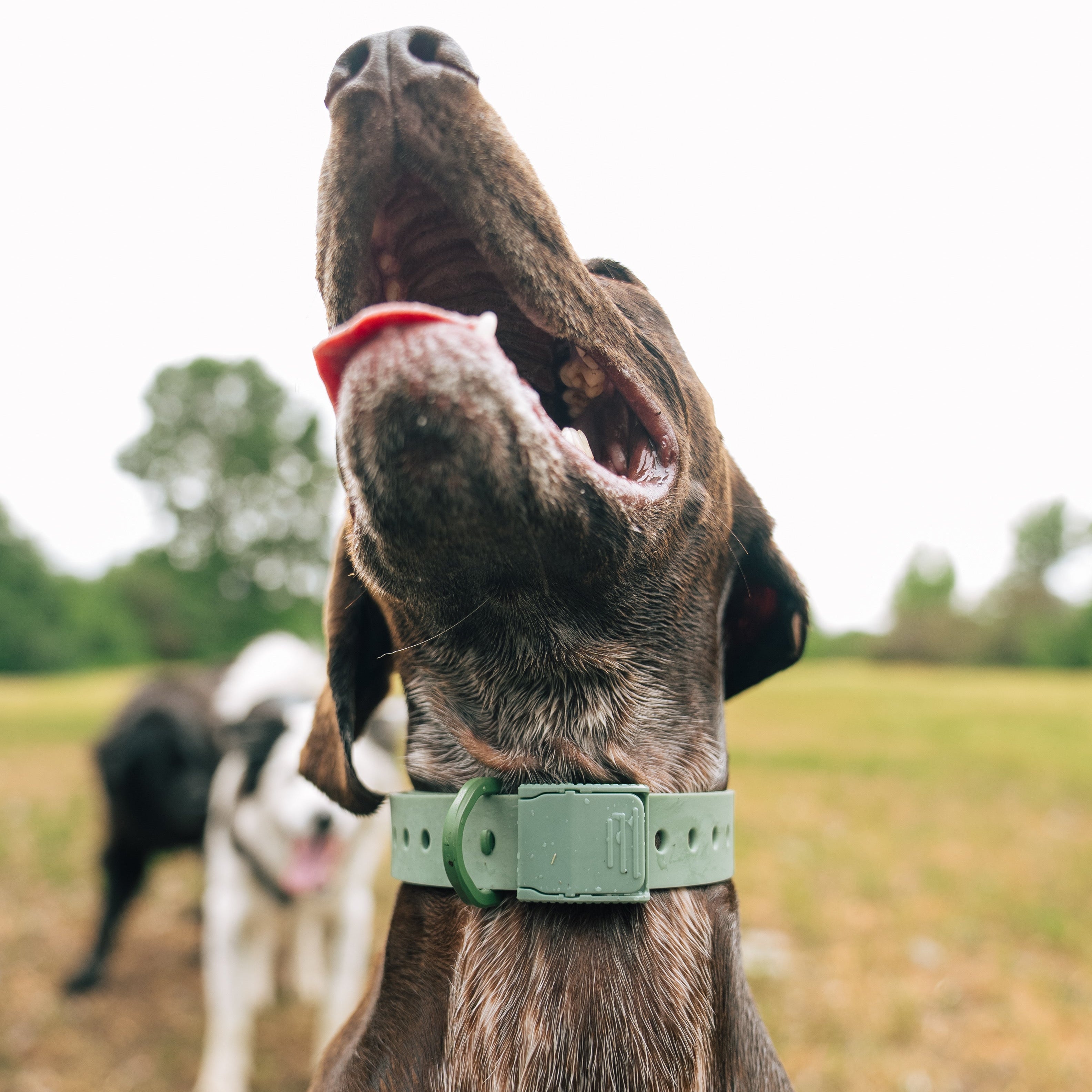 D-Ring Dog Collar