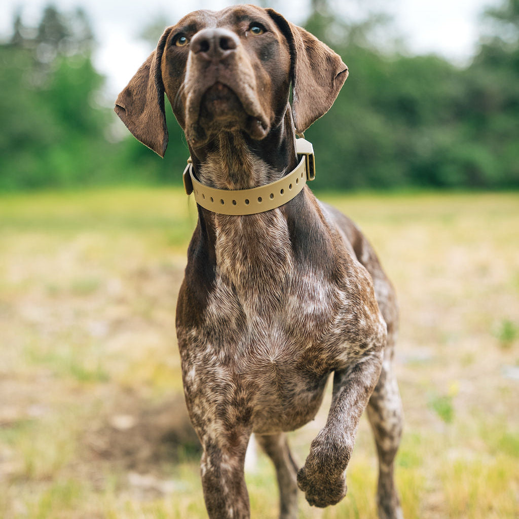 D-Ring Dog Collar