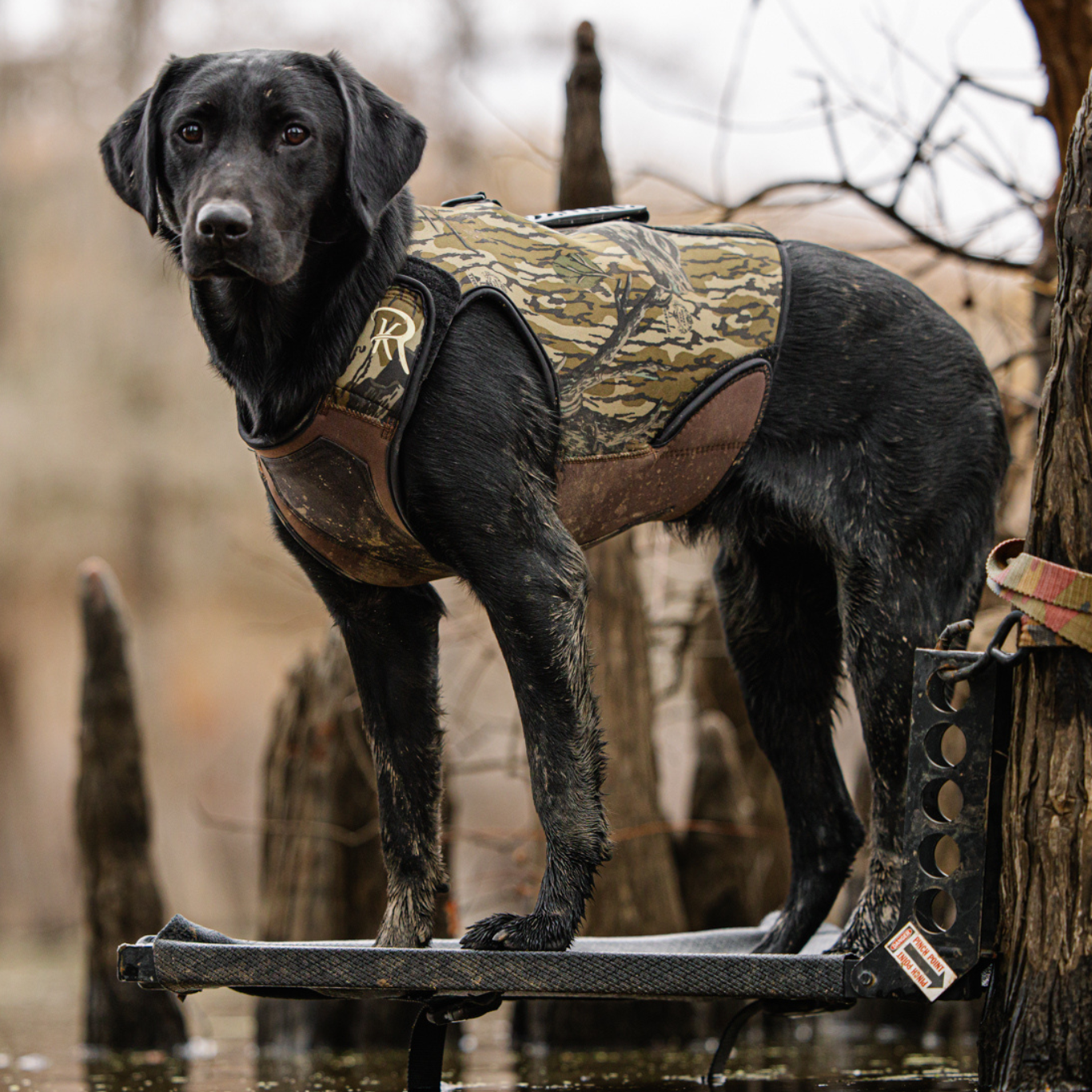 Black lab standing on dog stand over the water wearing a ReKoile dog vest in Mossy Oak Treestand