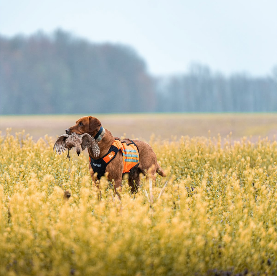Dog in a field with a bird in its mouth, wearing an orange vest.