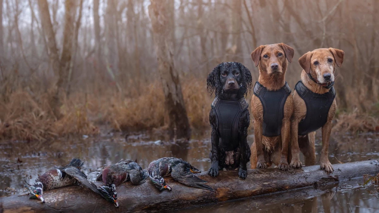 three dogs standing on a log all wearing a ReKoile brand neoprene hunting dog vest in the swamp