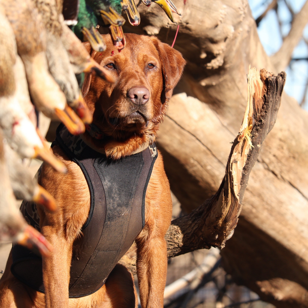 Red lab dog wearing a ReKoile adjustable dog vest  with hunted ducks attached, standing on a log.