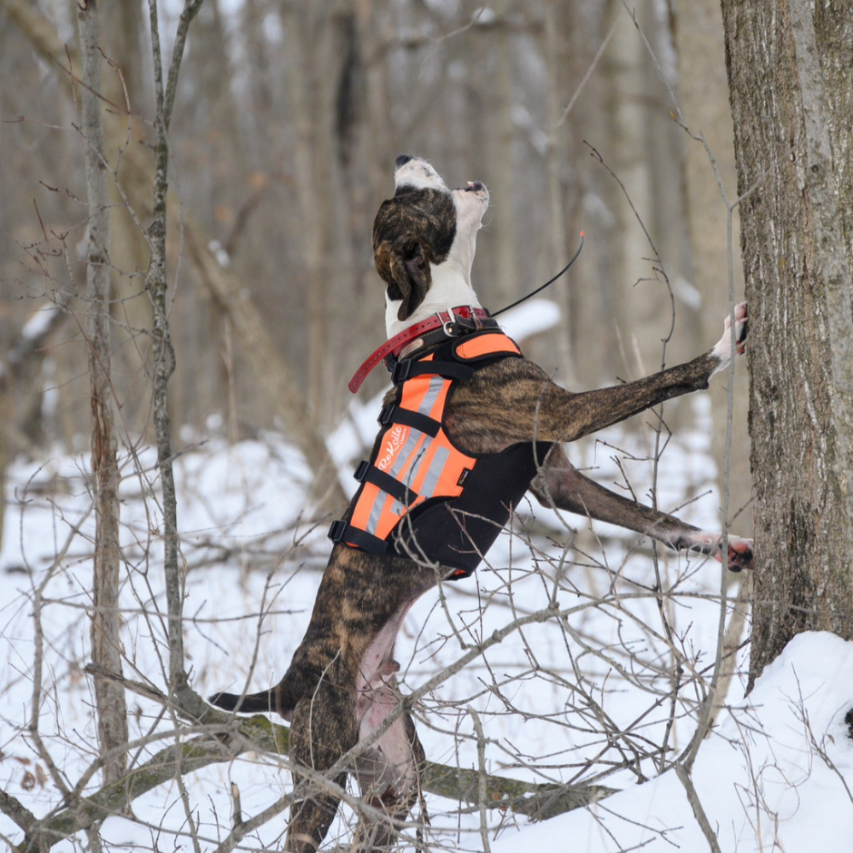 Tracking dog in an orange safety vest climbing a tree in a snowy forest