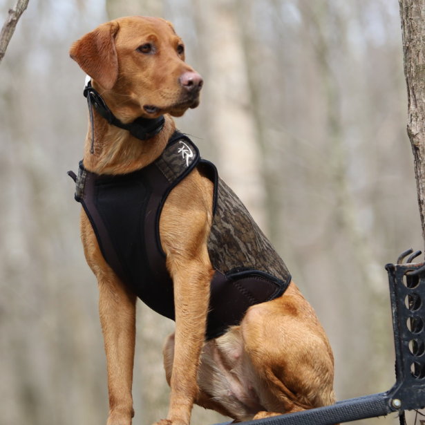 Dog wearing a ReKoile brand dog vest  sitting on a Rixey dog stand in a forest setting